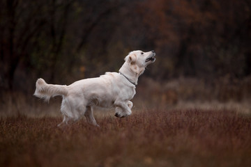 Golden Retriever in the autumn forest