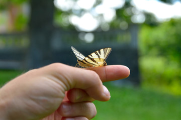 Papilio machaon on hand