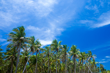 Fototapeta premium Palm trees against blue sky, Palm trees at tropical coast