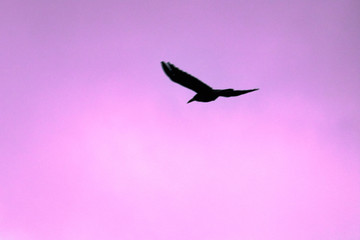silhouette of crows on the background of the sky , a raven in flight