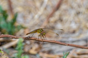 Esemplare di libellula verde in primo piano sopra una pianta