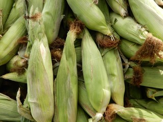 Fresh corn for health and nutrition .
