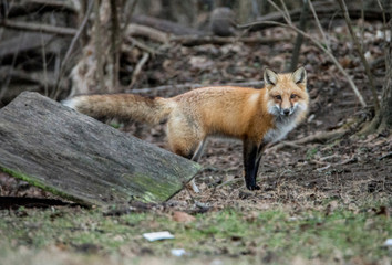 A young Red Fox watches the camera.