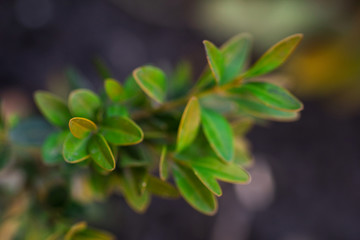 Brightly green plant in the garden