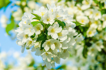 Apple blossoms against the blue sky in spring.