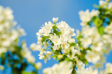 Apple blossoms against the blue sky in spring.