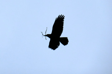 silhouette of crows on the background of the sky , a raven in flight