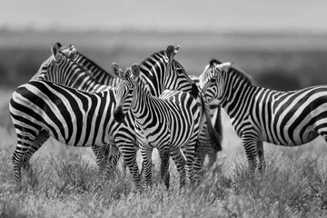 Türaufkleber Zebra Herde von Zebras