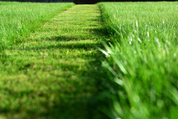 mowing the lawn. A perspective of green grass cut strip