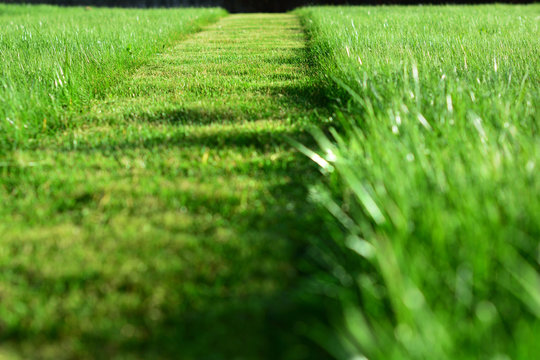 mowing the lawn. A perspective of green grass cut strip