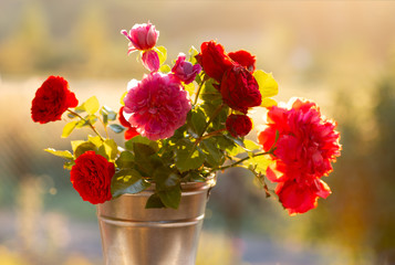 A bouquet of fresh garden roses in an aluminum bucket. Sunny day, backlight.