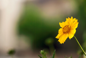 Yellow Tickseed Flower