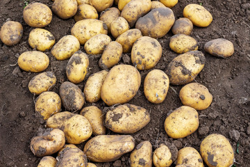 Potato harvest on the bed. Growing potatoes_