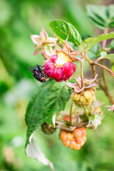 Red raspberries in the garden.The fly sits on red raspberries. The fly carries bacterial infections_