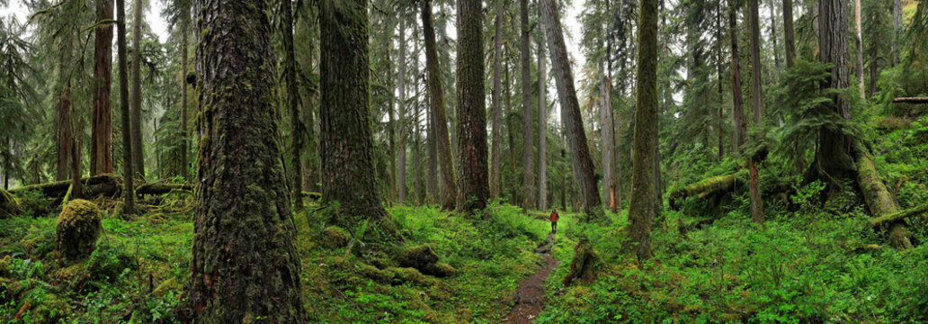 View of Hoh rainforest
