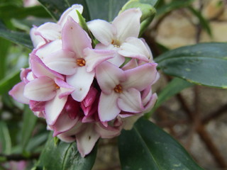 pink flower