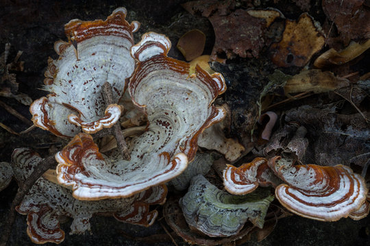 Turkey tail fungus growing on forest floor