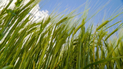 Fototapeta premium 10525_The_view_of_the_barley_grains_on_the_field.jpg