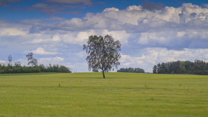10533_A_birch_tree_in_the_middle_of_the_field.jpg
