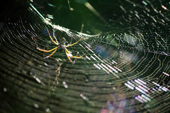 Aranha na teia
