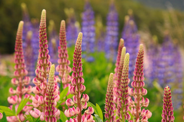 Pink blooming lupines, New Zealand