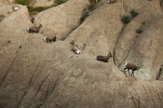 Row of mule deer