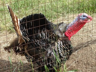 зоопарки и выставки животных