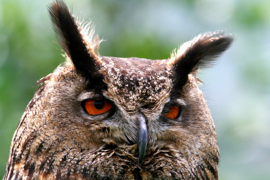 Eurasian Eagle-Owl (Bubo bubo) portrait