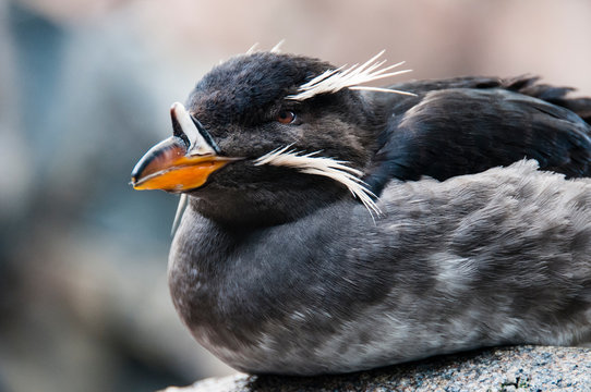 Close-up of rhinoceros auklet (Cerorhinca monocerata).