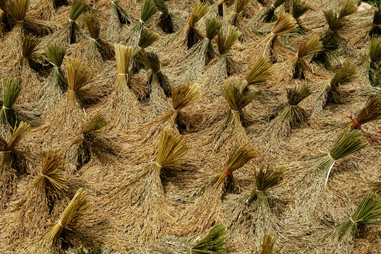 Green rice field terraces in Tana Toraja. South Sulawesi, Indonesia