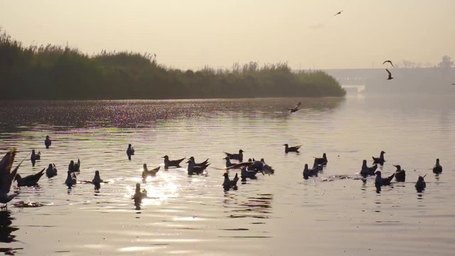Silhouette of seagulls shot against the reflection of the water and fog on yamuna ghat bank