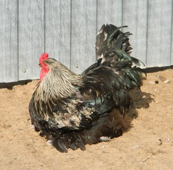 зоопарки и выставки животных