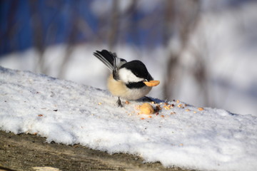 Black-capped Chickadee eating some Peanuts