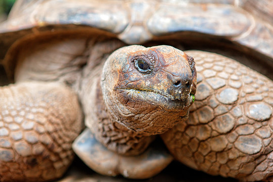 One of the 157 giant turtles of the Prison Island Park. Park in the island off the Zanzibar Capitol Stone Town (Tanzania). Under a serious threat of extinctions due to an intensive poaching, the turtles are now on a high protection programme. Africa