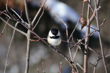 Black-capped Chickadee on a Branch