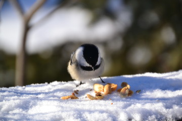 Obraz na płótnie Canvas Black-capped Chickadee with some Peanuts