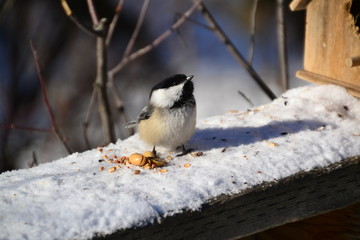Black-capped Chickadee in the Snow