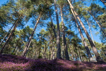 beautiful forest with pink erika flowers