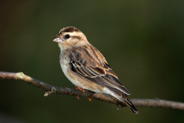 Female Common or Eurasian Linnet (Carduelis cannabina) posing on a branch