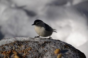 White-breasted Nuthatch on a Tree Stump