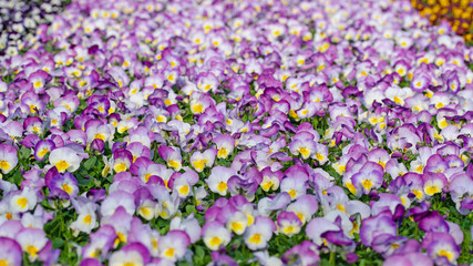 Viele bunte Hornveilchen, Viola cornuta, im Treibhaus