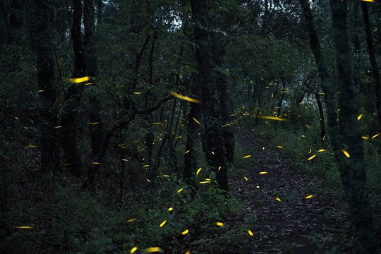 Fireflies in Santa Clara, Nanacamilpa, Tlaxcala, Mexico