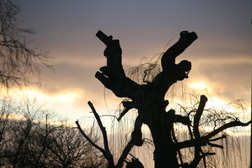 Silhouette einer beschnittenen Weide bei Sonnenuntergang  und Wolkeformation