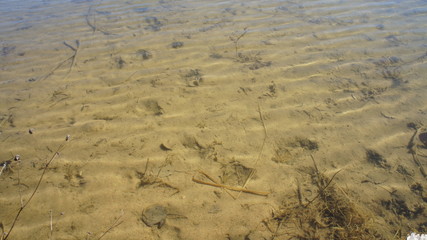 Transparent bottom of the lake. Photo of sand under water. Texture of sand in the lake.