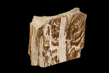 Macro stone mineral petrified wood on a black background