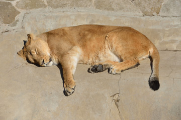 Sweet Dreams. Asian lioness (Pantera leo persica) sleeps © valeriyap