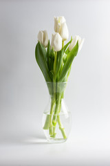 White tulips in a glass transparent vase on a white gray background