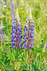 Obraz premium Blaue Lupinen, Lupinus