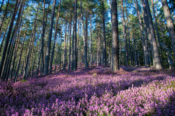 beautiful forest with pink erika flowers