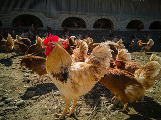 a big chicken family and cock on the farm